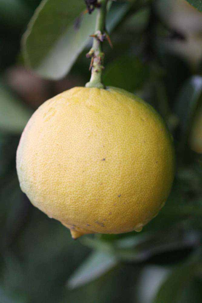              Fruit (Riverside, CA)       